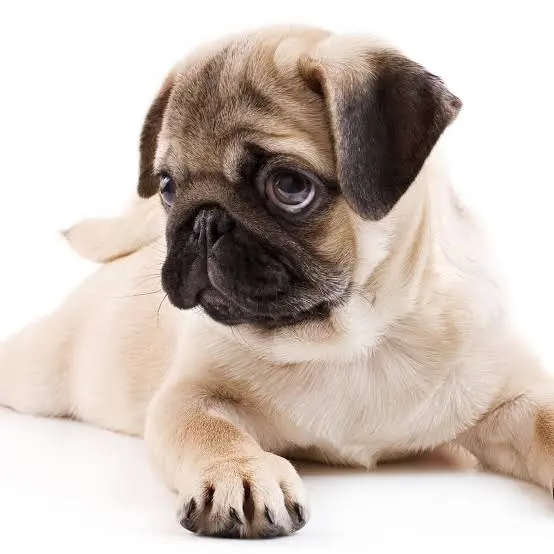 How Often Should You Walk Your Dog?